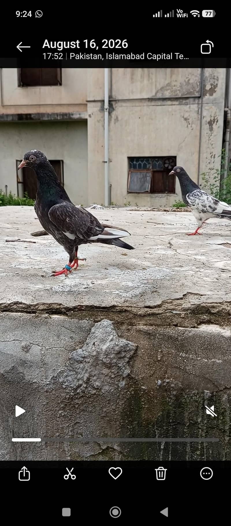 pigeon 3
