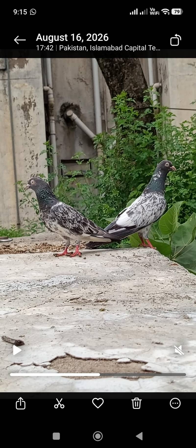 pigeon 4