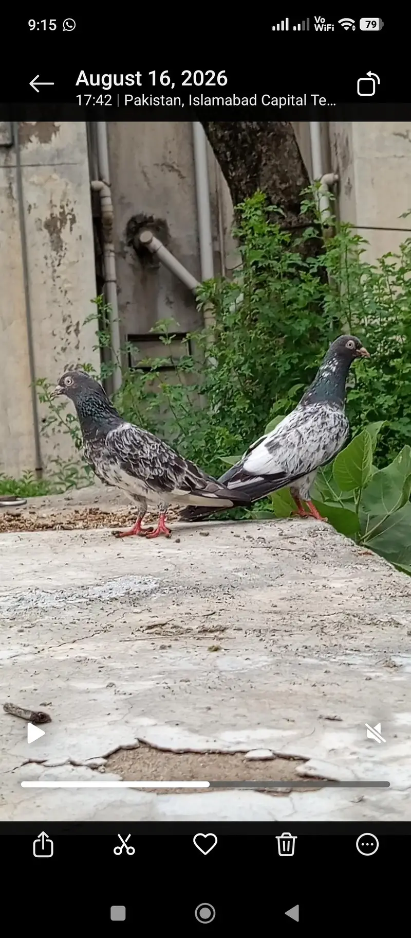 pigeon — photo 5