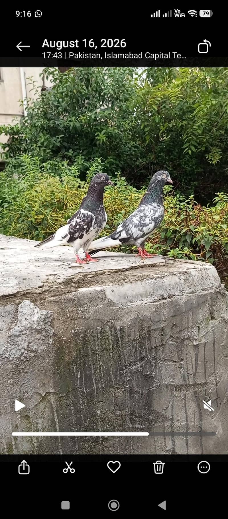 pigeon 5