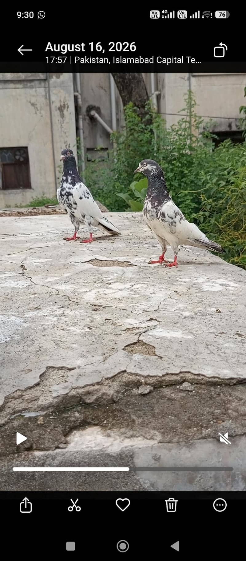 pigeon 6
