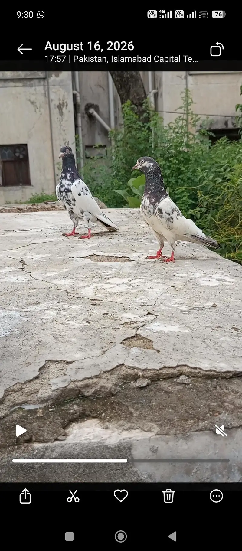pigeon — photo 7