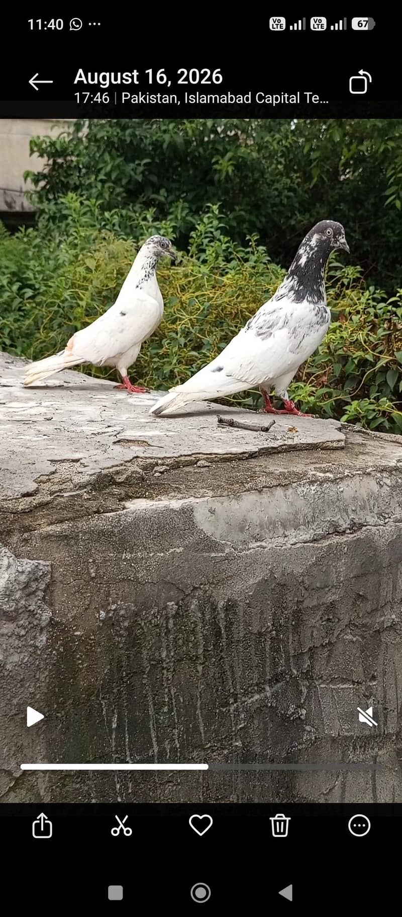 pigeon 7