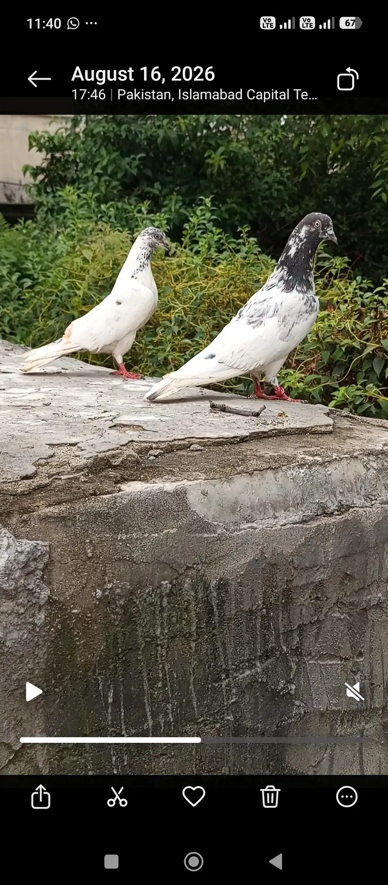 pigeon — photo 8