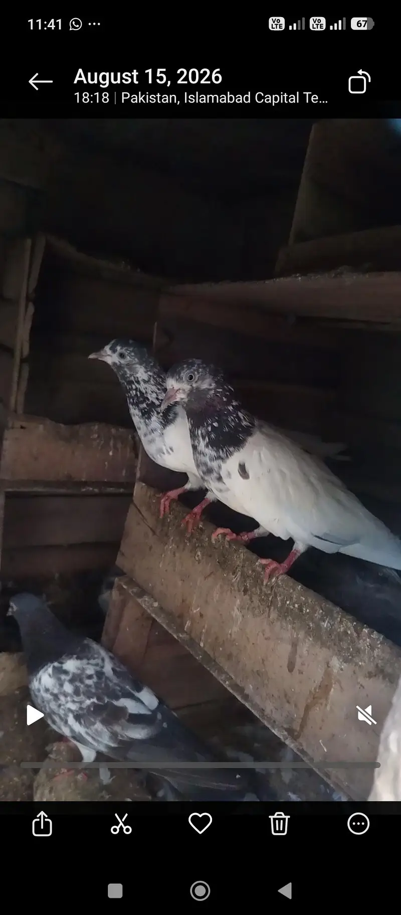 pigeon — photo 9
