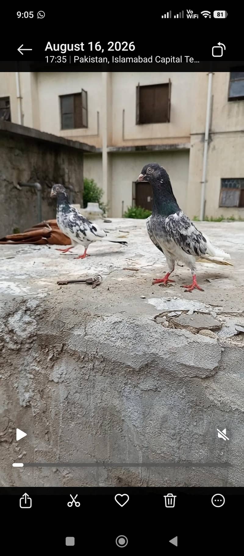 pigeon 9