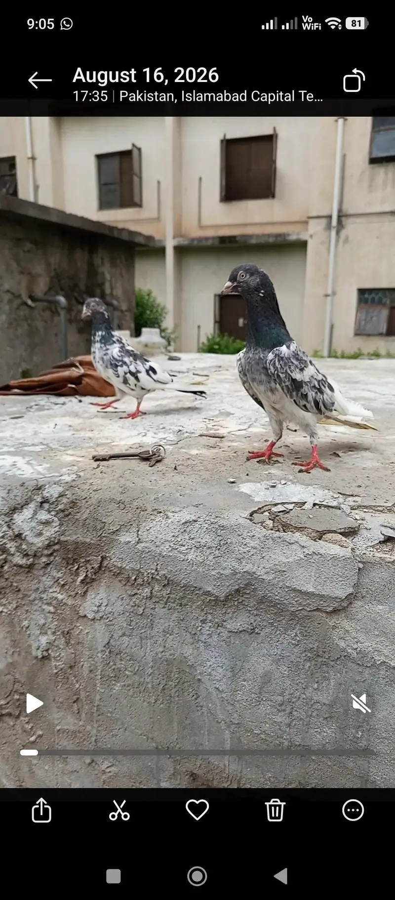 pigeon — photo 10
