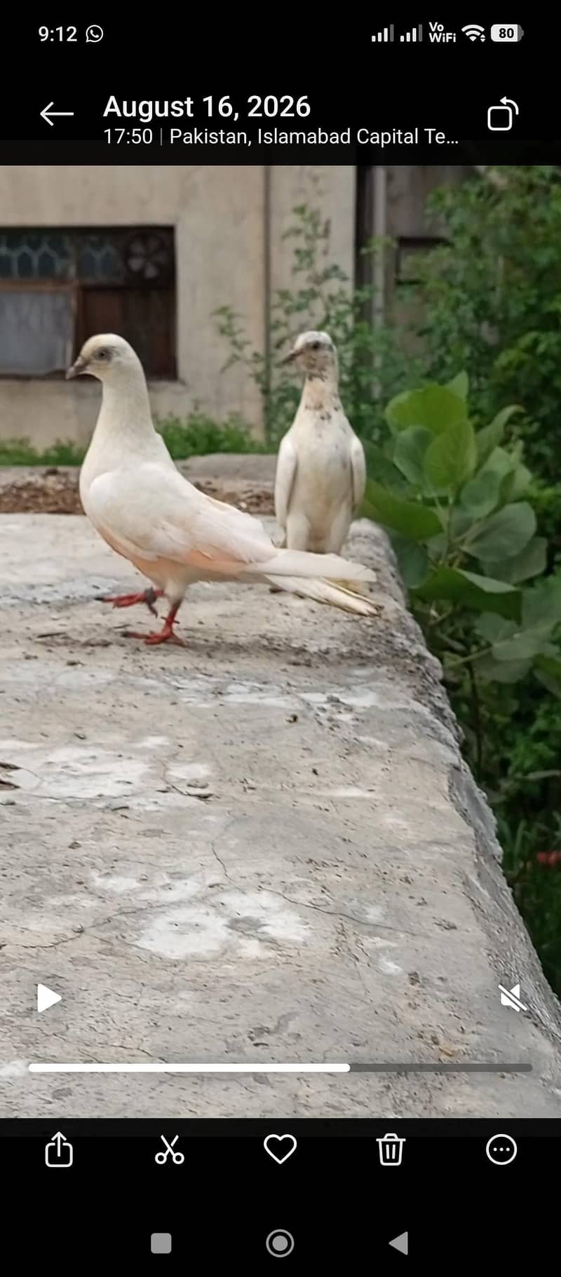 pigeon 11
