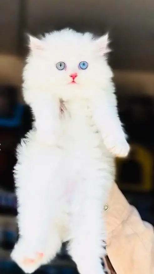 Pure Breed Cat - Triple Coat | Healthy & Active* — photo 4