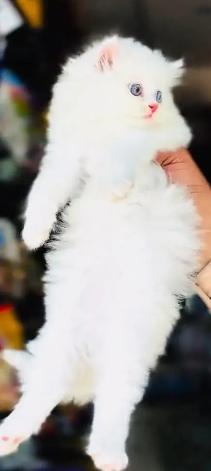 Pure Breed Cat - Triple Coat | Healthy & Active* — photo 6