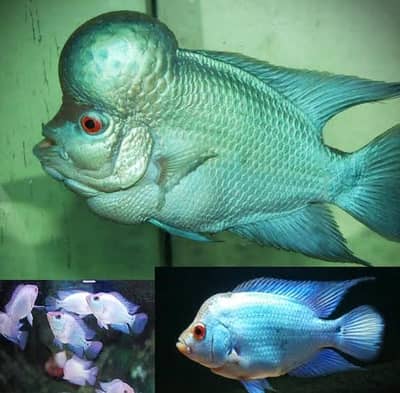 Super Red Dragon & Thai silk flower horn male