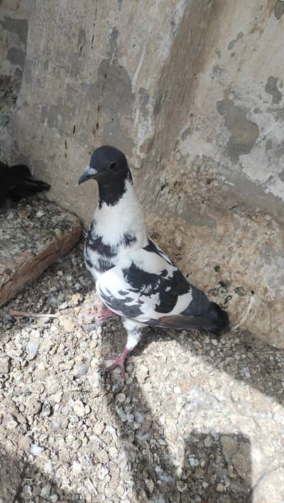pishori/black breeder Female