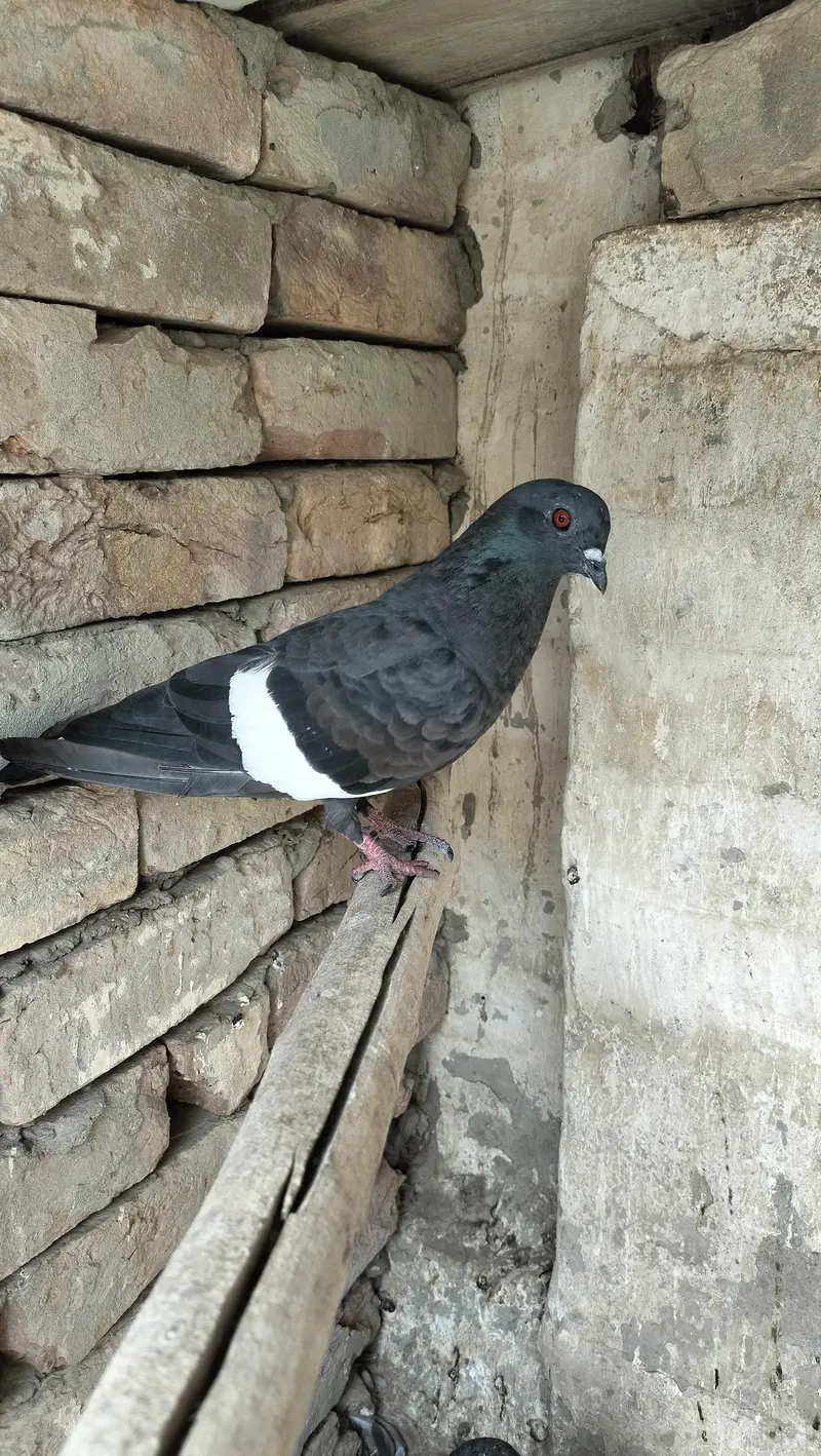 pishori/black breeder Female — photo 2