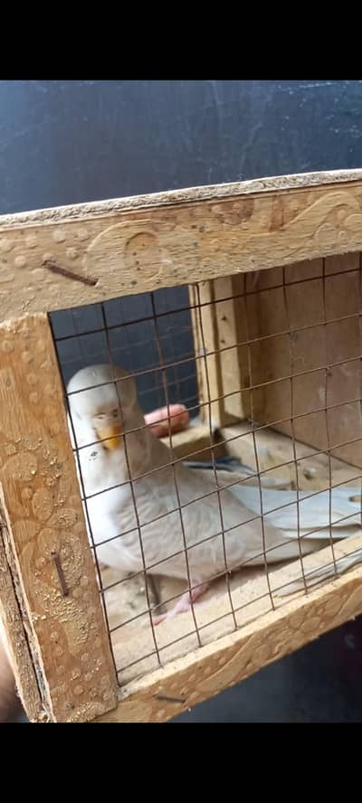 Lacewing Exibition breeder female available
