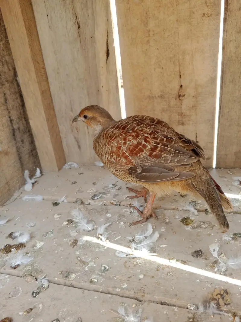 dakhni madi — photo 3