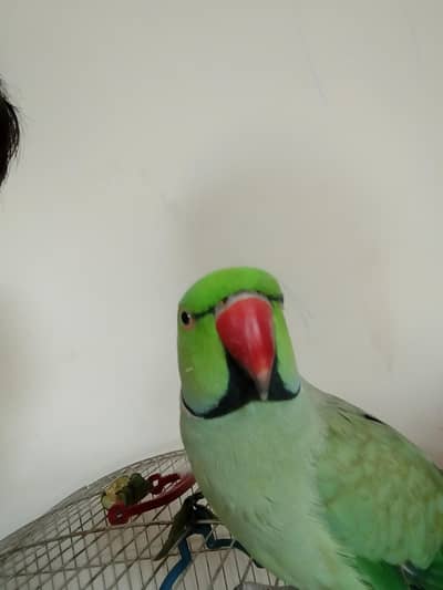 Green ringneck male parrot for sale