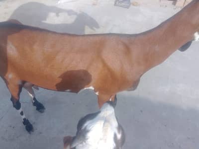 bakri for sale 1 bar soi hy