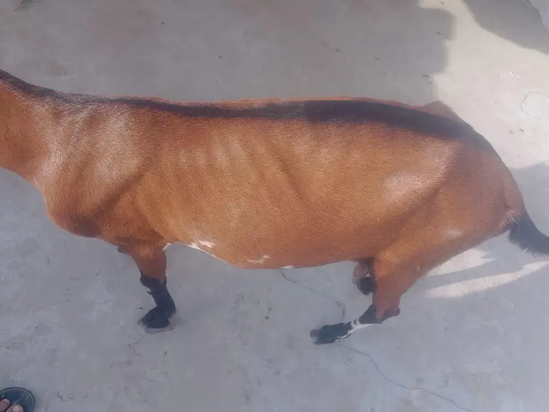 bakri for sale 1 bar soi hy — photo 3