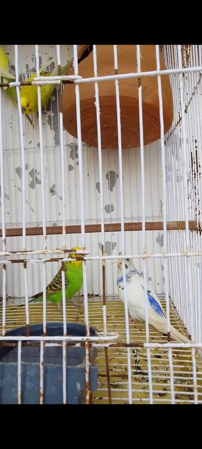 bajari pair 3 jode Hain