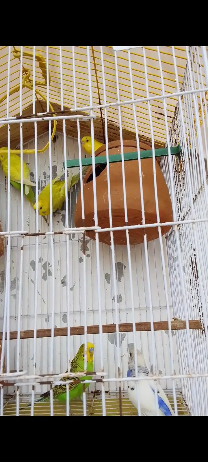 bajari pair 3 jode Hain — photo 4