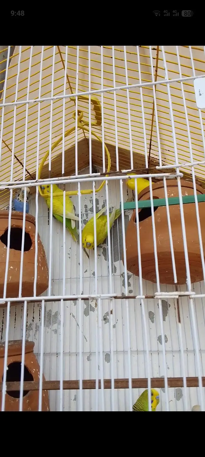 bajari pair 3 jode Hain — photo 5