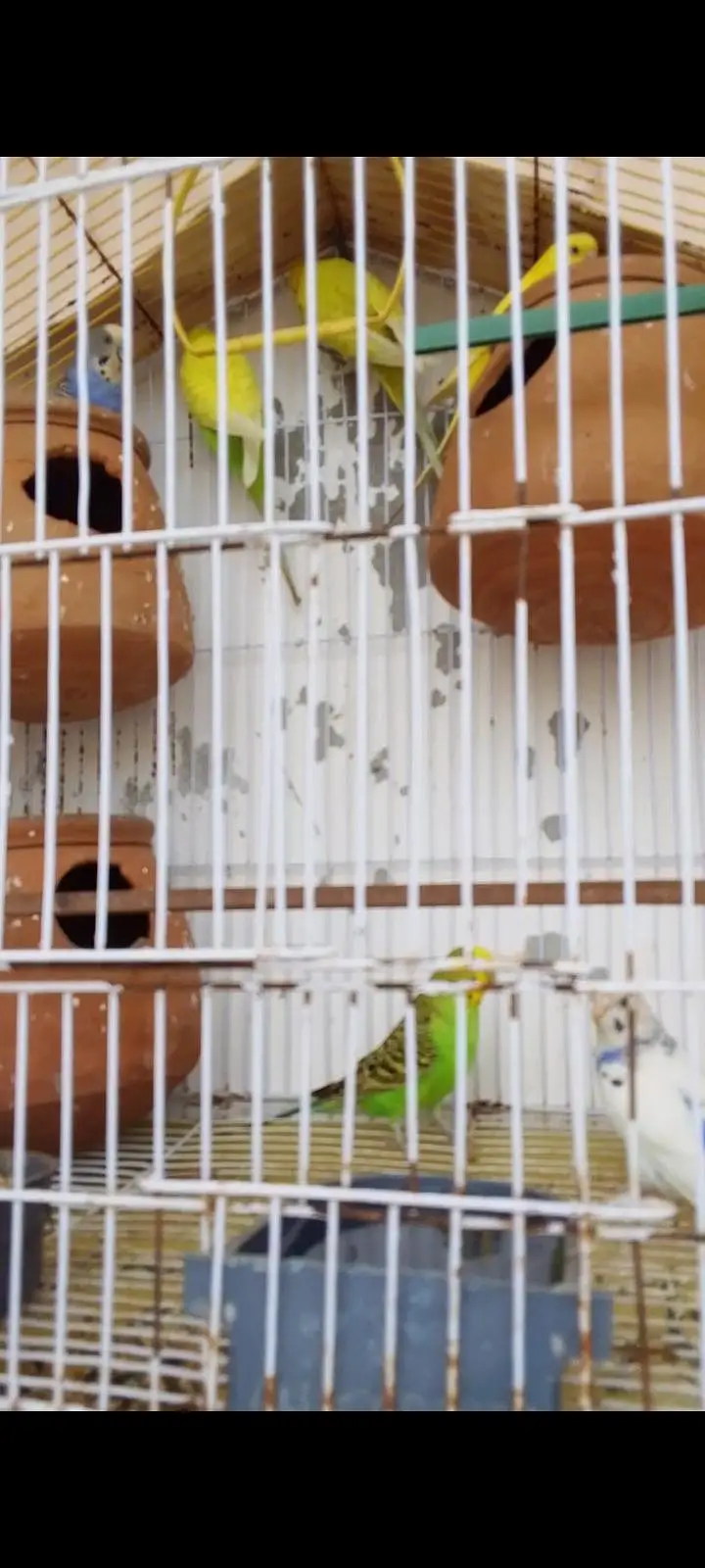 bajari pair 3 jode Hain — photo 6