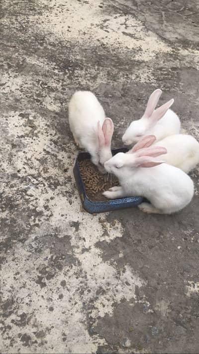 White rabbit red eyes