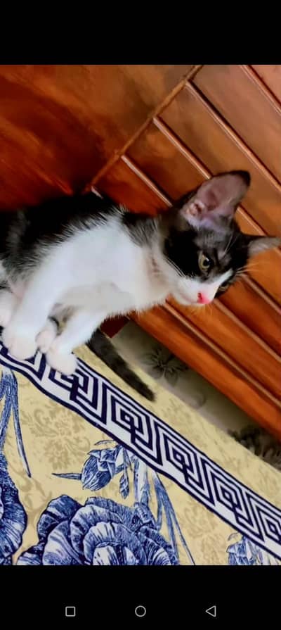 cat free