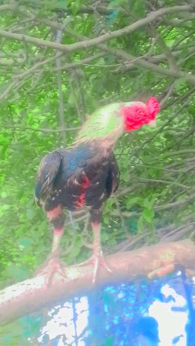 healthy hen
