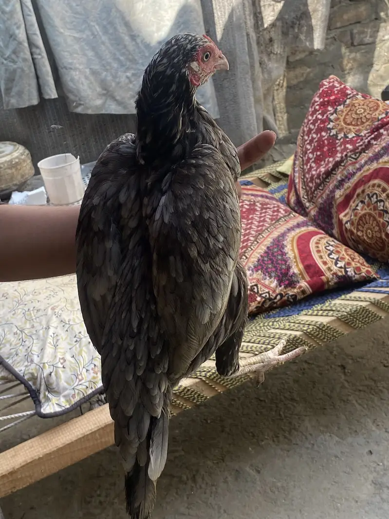only whatsap par content karia — photo 6