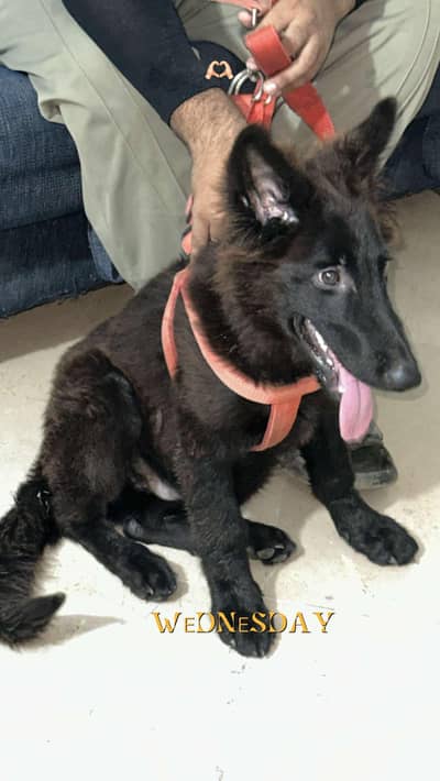 German shepherd