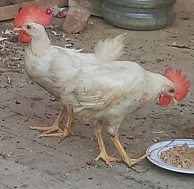 Layer Murgy for sale