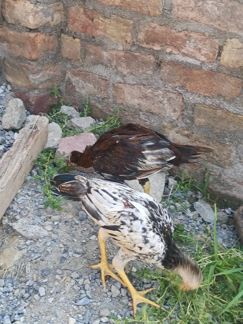 two Peshawary chicks — photo 2