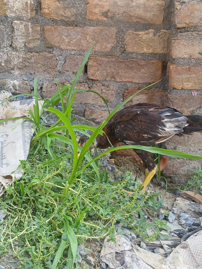 two Peshawary chicks — photo 3