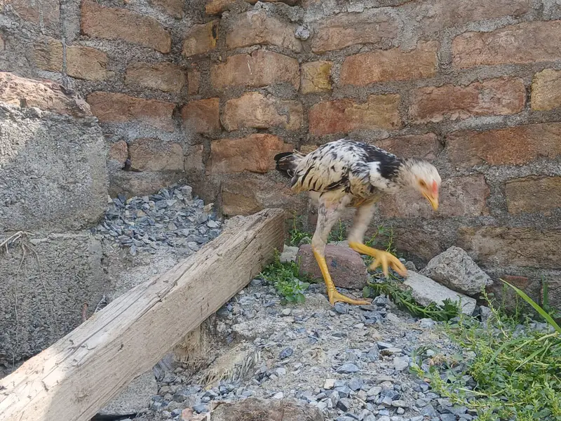 two Peshawary chicks — photo 5