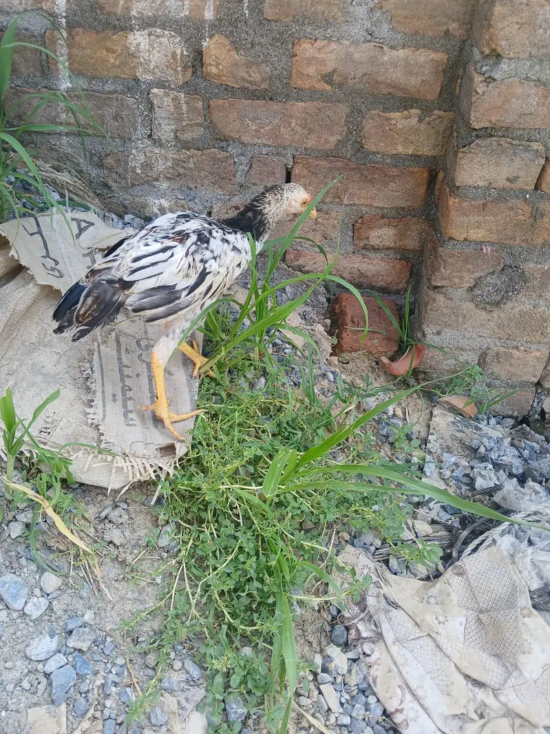 two Peshawary chicks — photo 6
