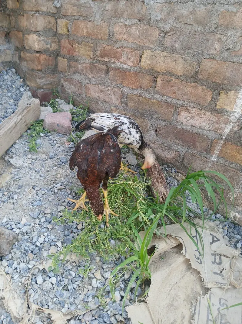 two Peshawary chicks — photo 8
