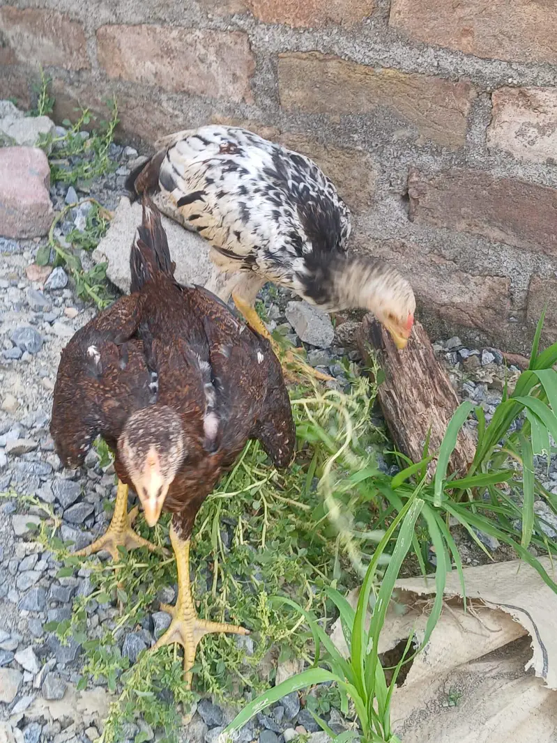 two Peshawary chicks — photo 9