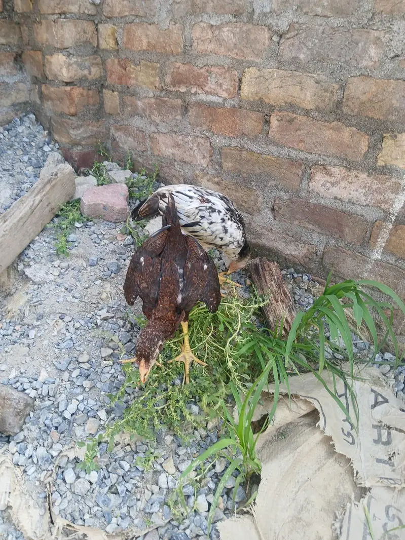 two Peshawary chicks — photo 10