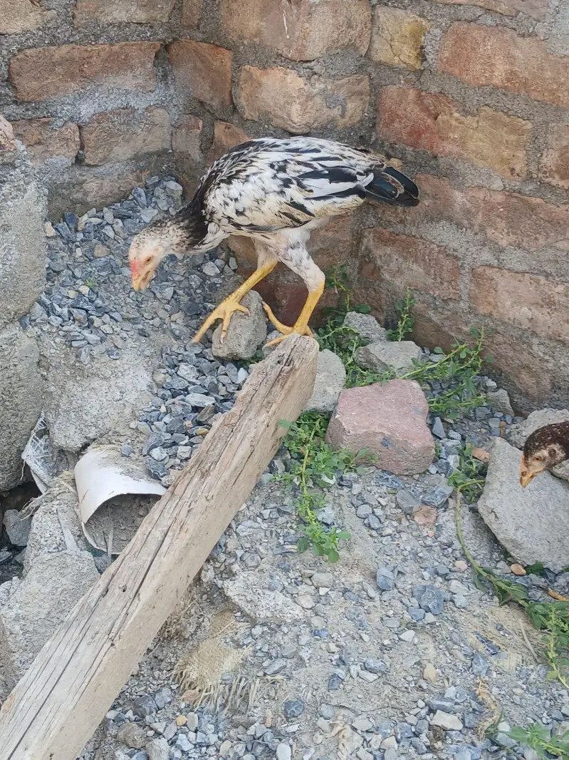 two Peshawary chicks — photo 11