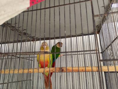 green chick pinapple conour ,grey coactaiel