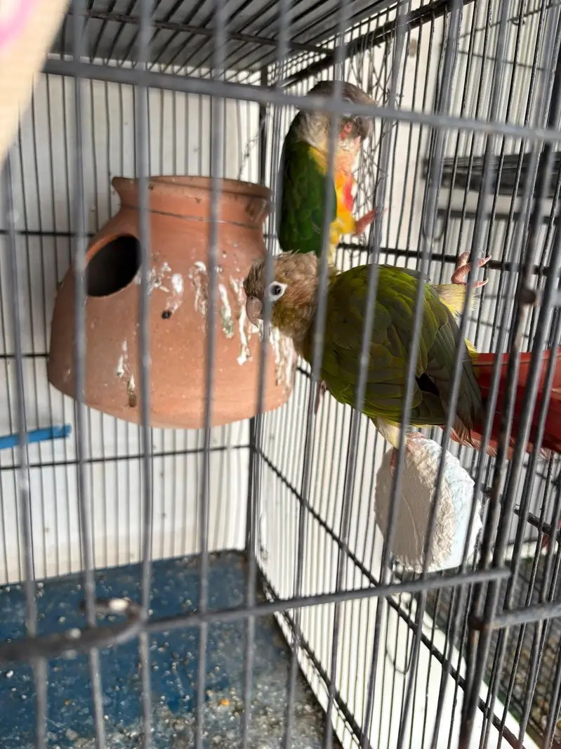 green chick pinapple conour ,grey coactaiel — photo 3