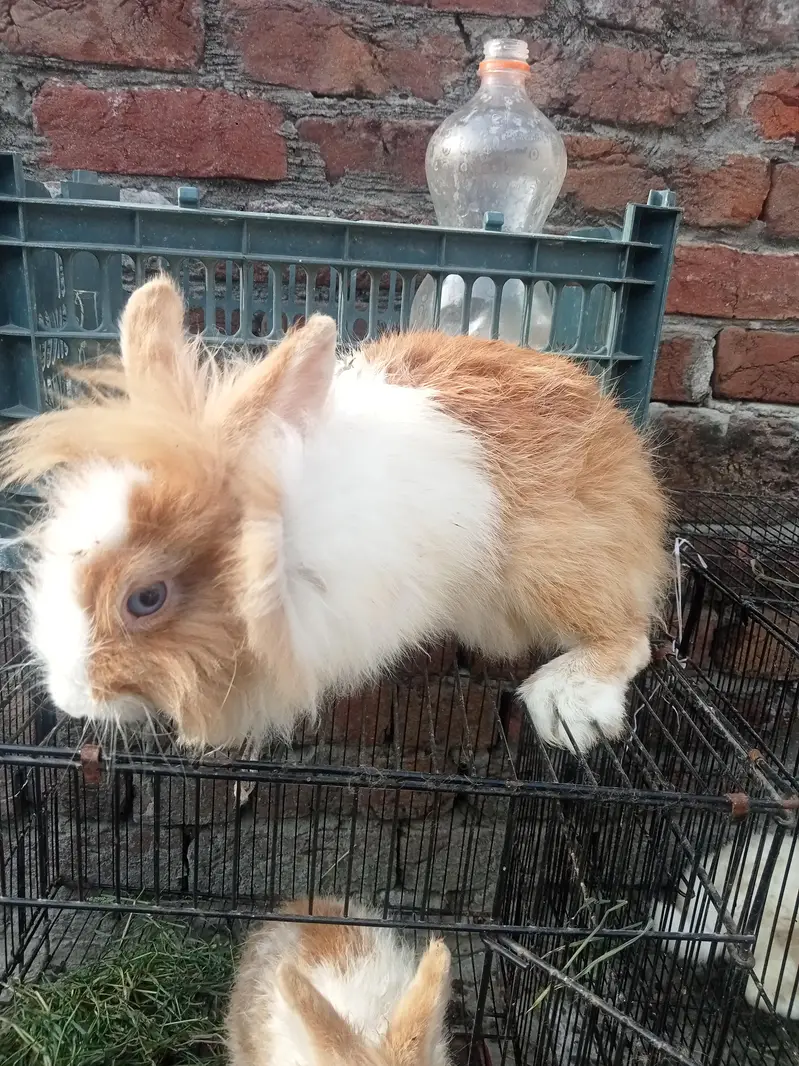 Neazland / Taddy Bear Dawarf / Angora / Holland lop
