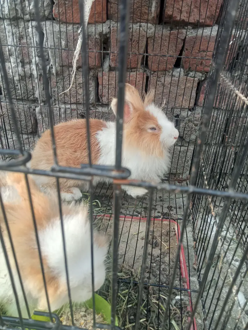 Neazland / Taddy Bear Dawarf / Angora / Holland lop — photo 2