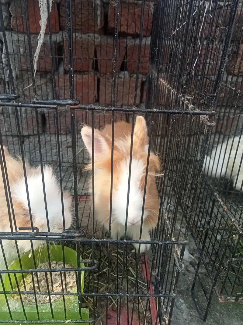 Neazland / Taddy Bear Dawarf / Angora / Holland lop — photo 3