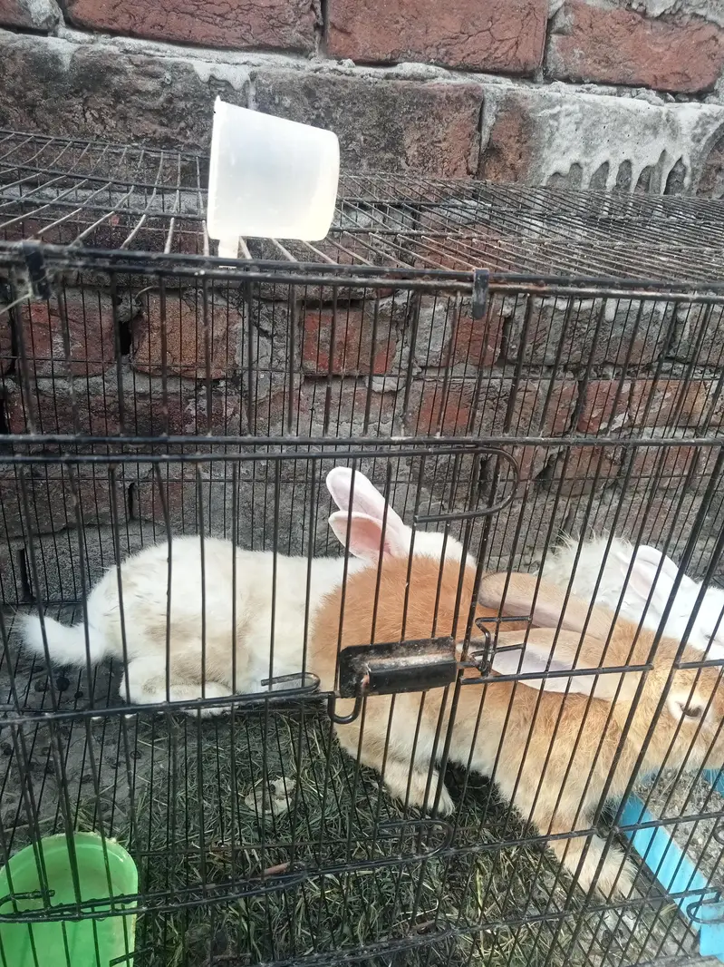 Neazland / Taddy Bear Dawarf / Angora / Holland lop — photo 4