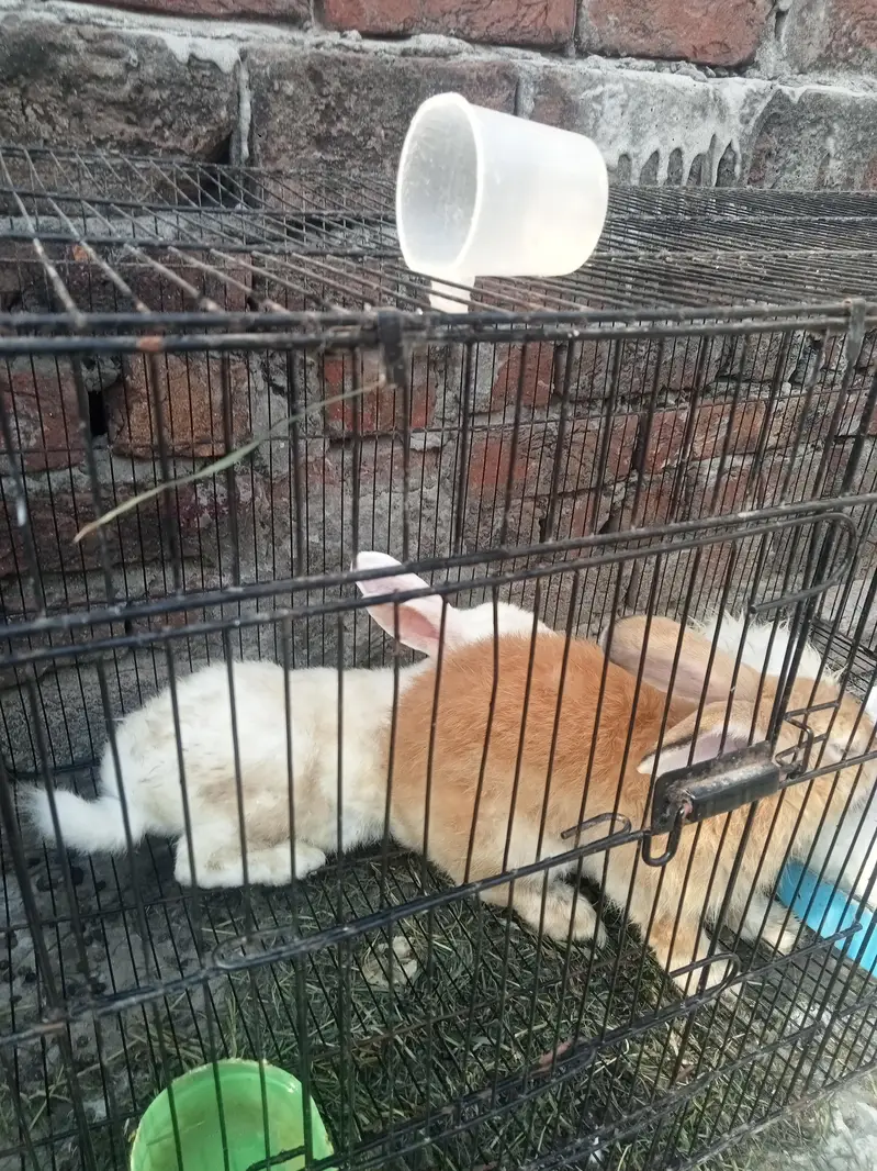 Neazland / Taddy Bear Dawarf / Angora / Holland lop — photo 5