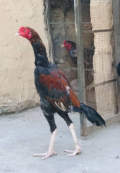 High quality home breed Aseel pathy