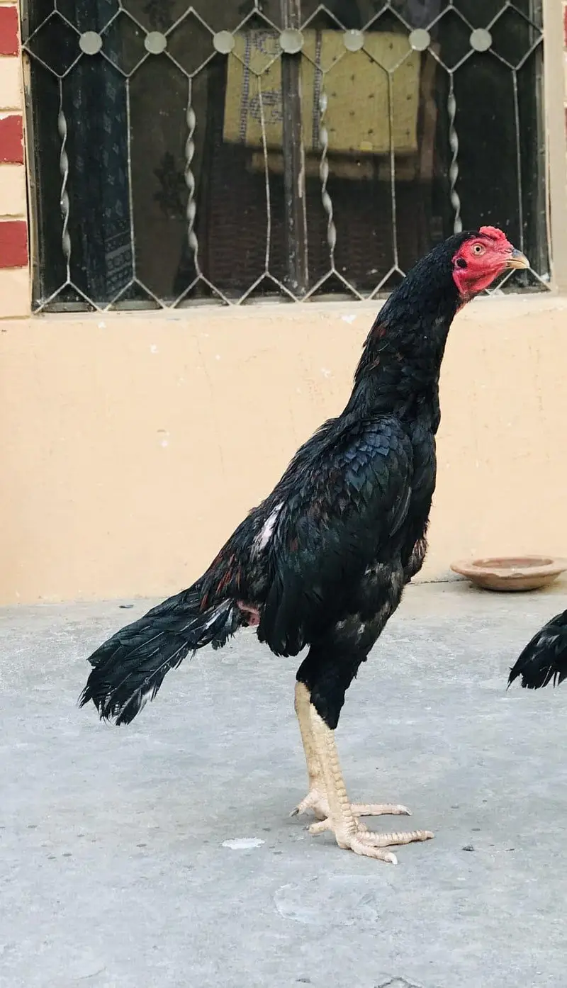 High quality home breed Aseel pathy — photo 2