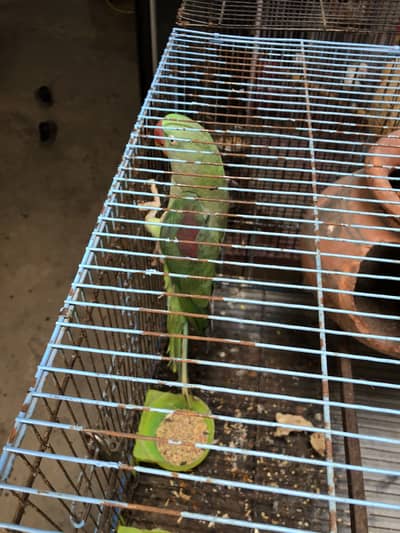 Female parrot